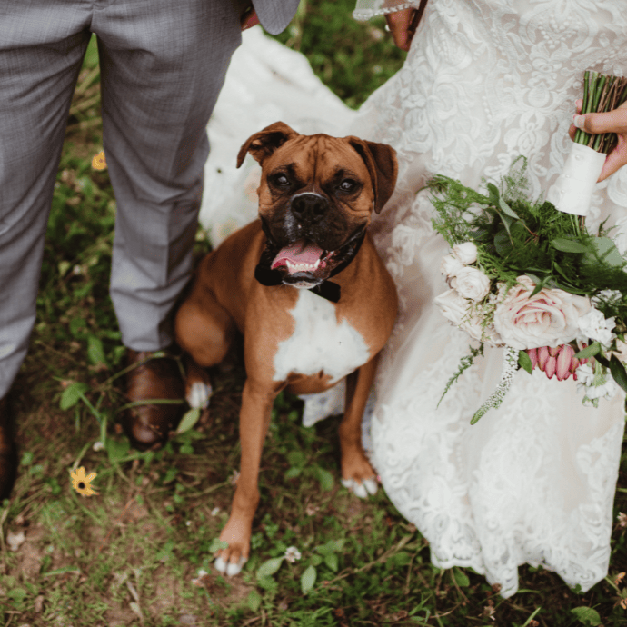 Wedding Entertainment - Wedding Dog - Camellio Wedding Planning and Events - Essex Wedding Planner