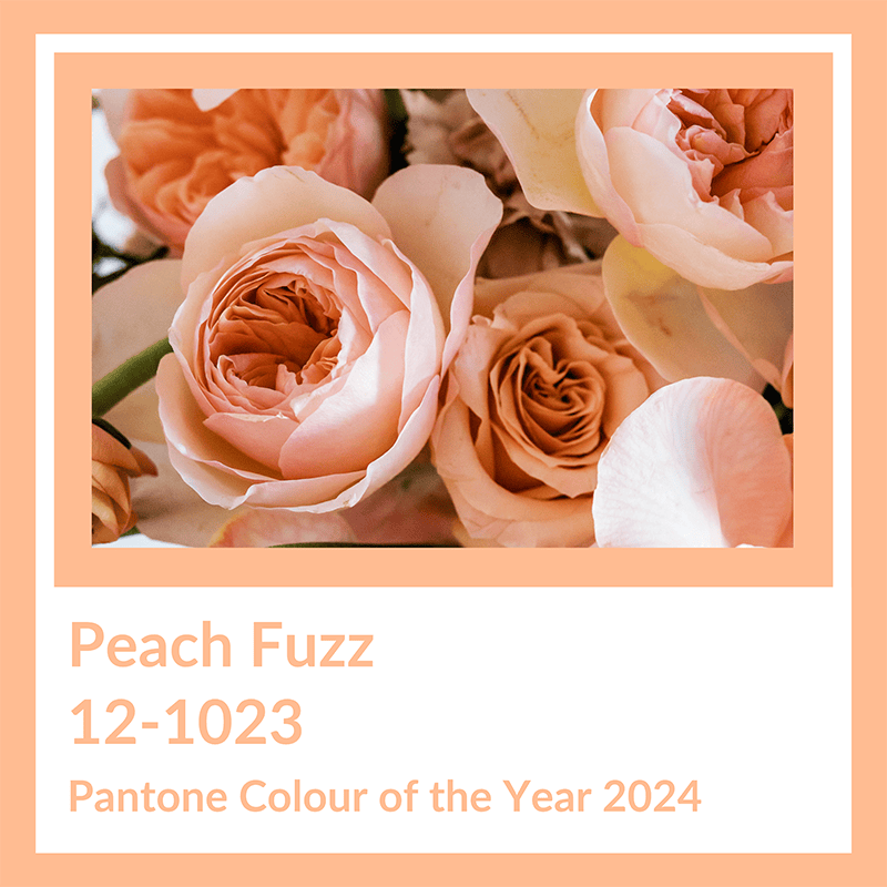 Peach Fuzz - Pantone Colour of 2024